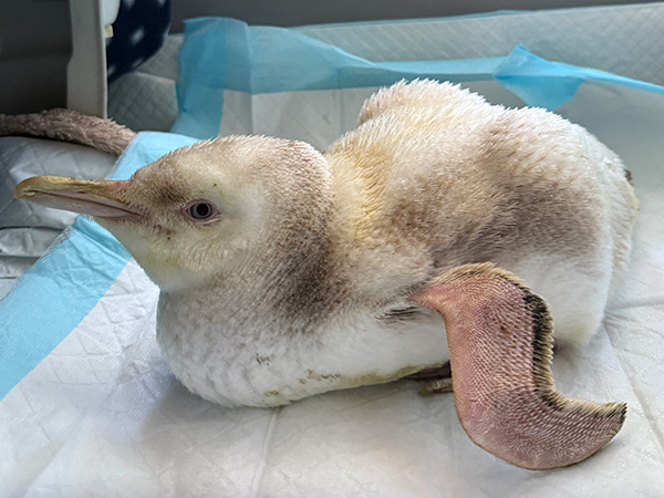 pearl the penguin at Wildlife Welfare Organisation (SA) Inc