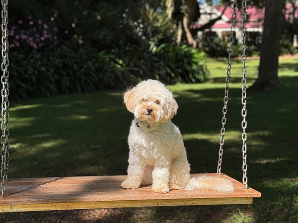 Wally, the dog mascot of Spicers Hidden Vale