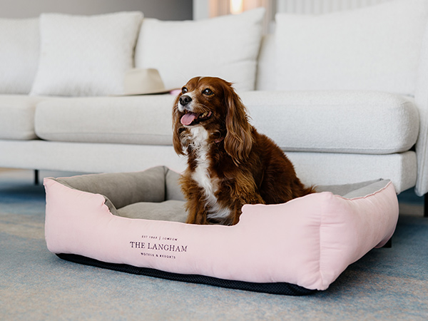 The Langham Gold Coast, luxury pet-friendly hotels