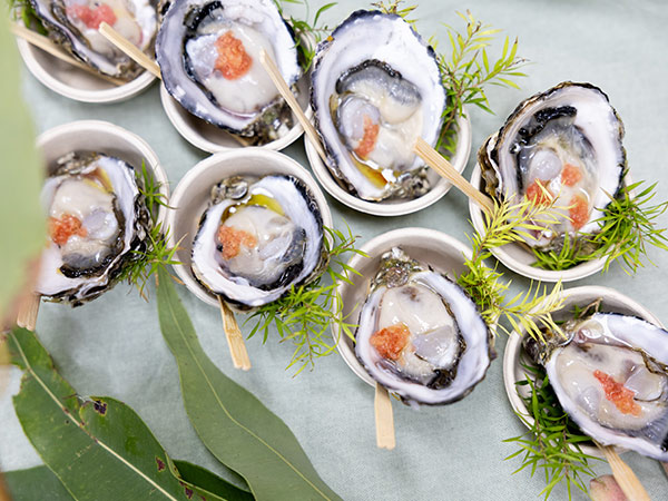 Rock oysters with Saltwater Eco Tours