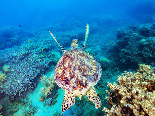 a sea turtle swimming beneath Frankland Islands, Great Barrier Reef