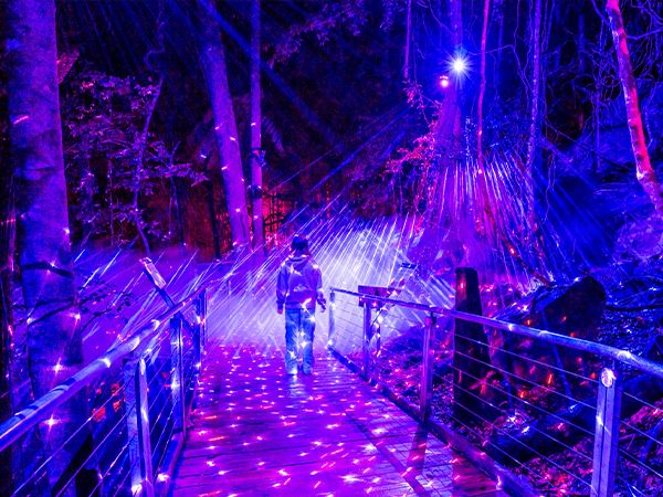 Nocturnal Scenic World