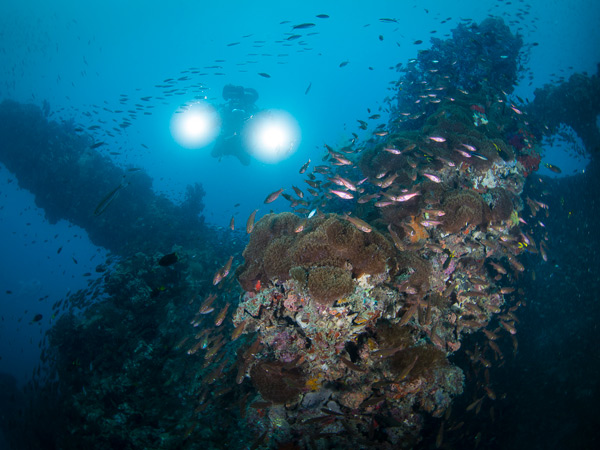 scuba diving at S.S Yongala Wreck, Magnetic Island