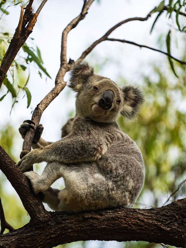 a wild koala resting on a tree branch, Magnetic Island