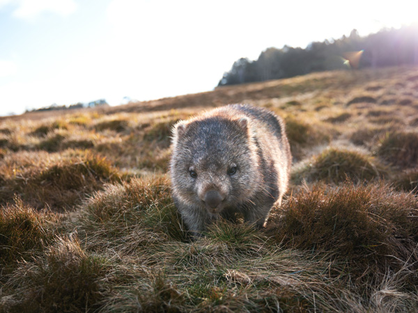 a wombat at Cradle Mountain