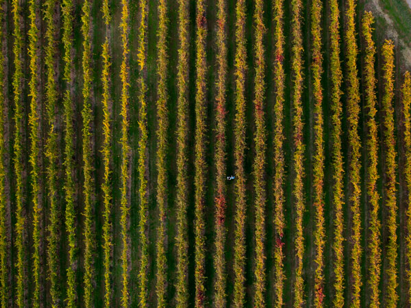the Brindabella Hills Winery, Canberra