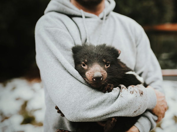 Devils@Cradle in Cradle Mountain, Tasmania