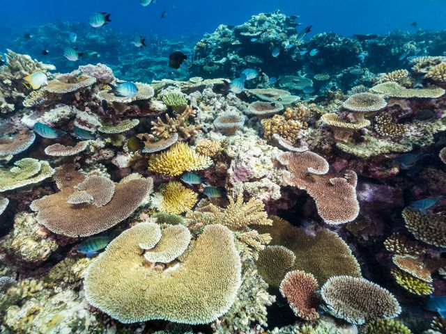 Great Barrier Reef, Qld