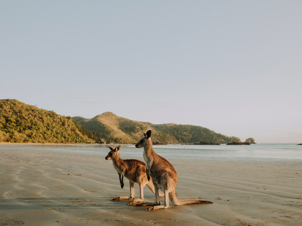 wallabies at Cape Hillsborough