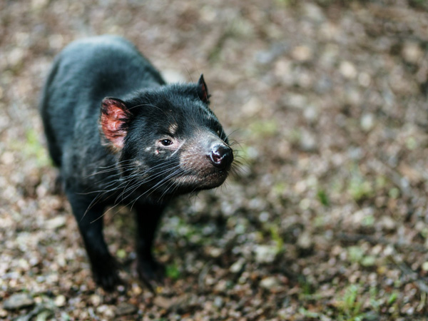 Devils@Cradle in Cradle Mountain, Tasmania