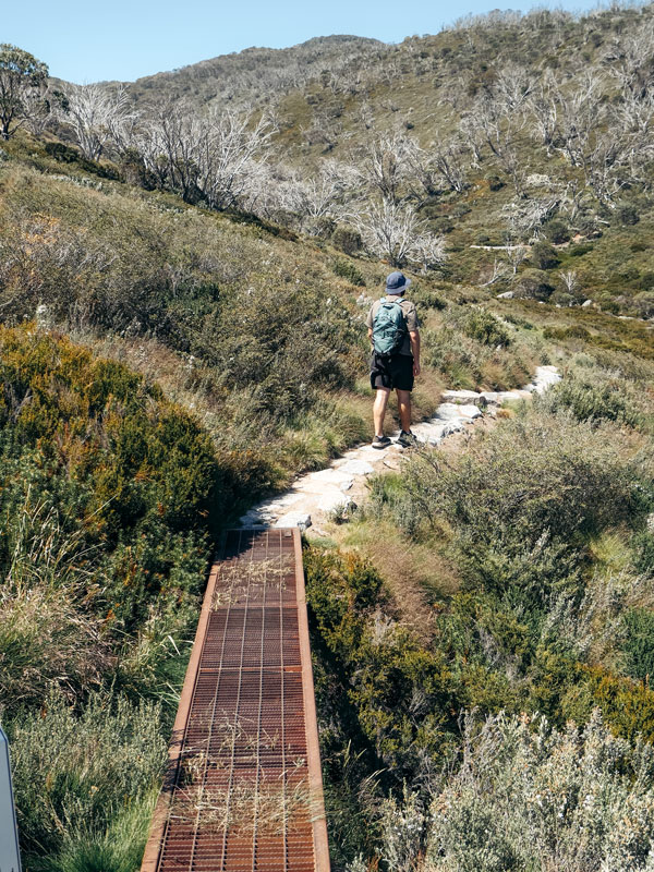 walking through a forest of snow gums, Snowy Mountains