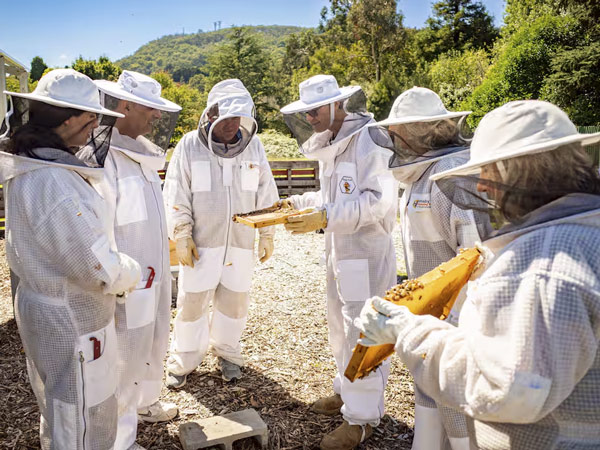 AirBeenBee honey Airbnb Experience in Bowral