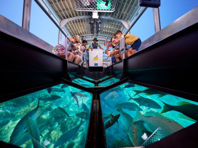 Big Cat Green Island Cruises fish viewing