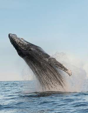 a humpback whale breaching on the central coast