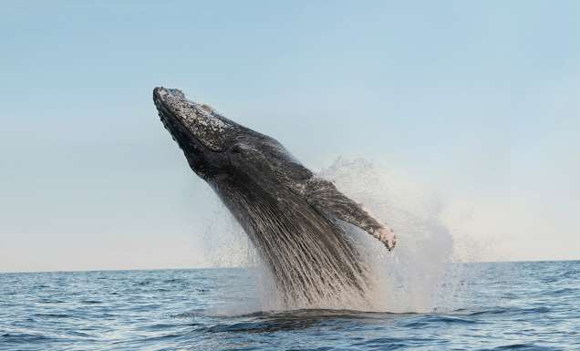 a humpback whale breaching on the central coast