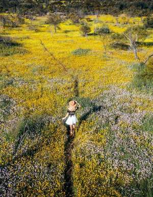 woman walking through Wildflowers, Coalseam Conservation Park