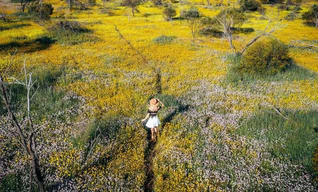 woman walking through Wildflowers, Coalseam Conservation Park