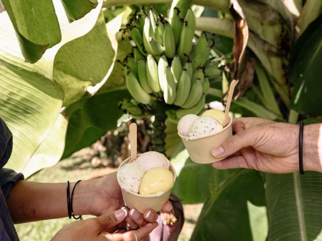 Daintree Ice Cream Co’s Orchard Tour