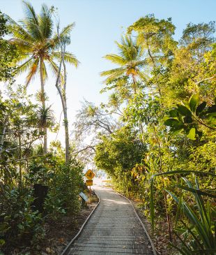 <p>10 of the <i>most scenic</i> <strong>Daintree</strong> walks</p>
