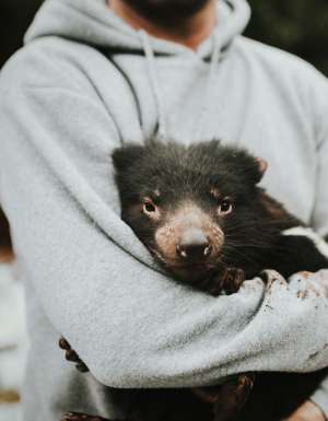 Devils@Cradle in Cradle Mountain, Tasmania