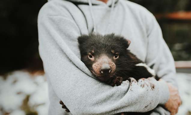 Devils@Cradle in Cradle Mountain, Tasmania
