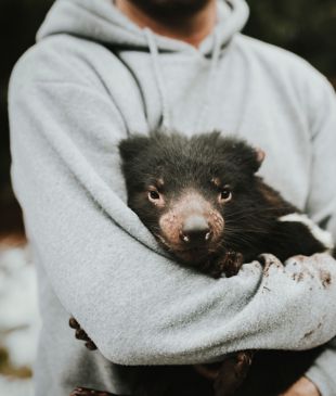 <p>You can spend your <i>winter</i> babysitting <strong>Tassie</strong> devils &#8211; here&#8217;s how</p>
