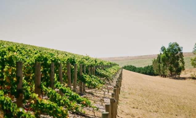 Wine by Farr in Geelong, Victoria