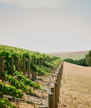 <p>This Victorian vineyard just took out <strong>Australia’s</strong> <i>winery of the year</i></p>
