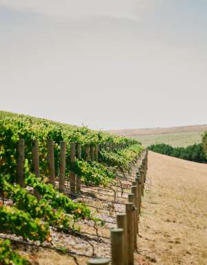 Wine by Farr in Geelong, Victoria