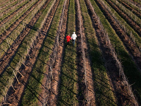 couple holding hands and walking thropugh vineyard at hunter valley nsw