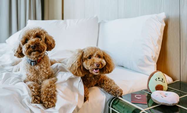 Hyatt Centric Melbourne, luxury pet-friendly hotels