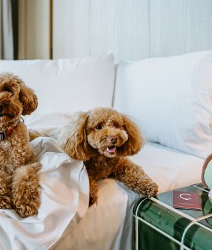 <p>10 hotels that take <i>pet-friendly</i> to a new, <i>luxurious level</i></p>
