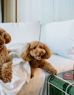 Hyatt Centric Melbourne, luxury pet-friendly hotels
