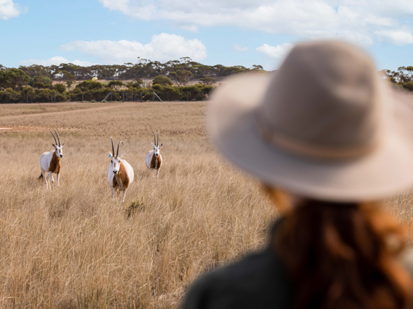 Oryx at Monarto Safari Resort