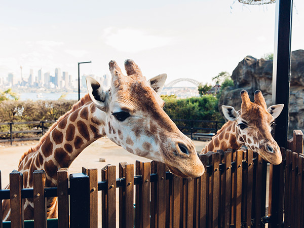giraffes at Taronga Zoo sydney