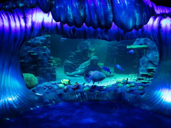 Fish at SEA LIFE Sydney Aquarium