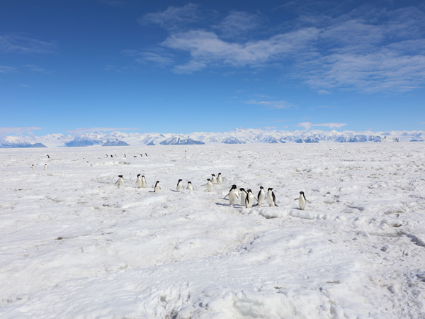 Adelie penguins in Cape Adare