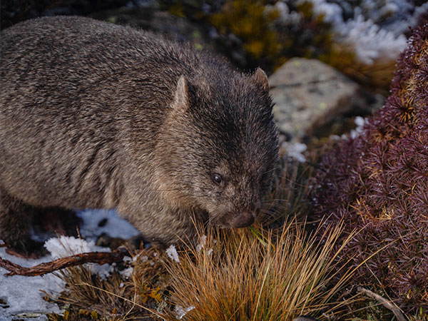 a wombat in the snow during tasmania winter