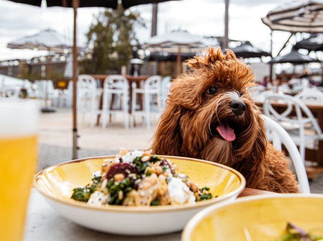 a dog in outdoor deck of The Log Cabin
