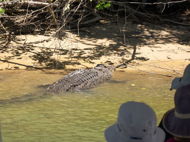 Crocodile Express Daintree River Cruises
