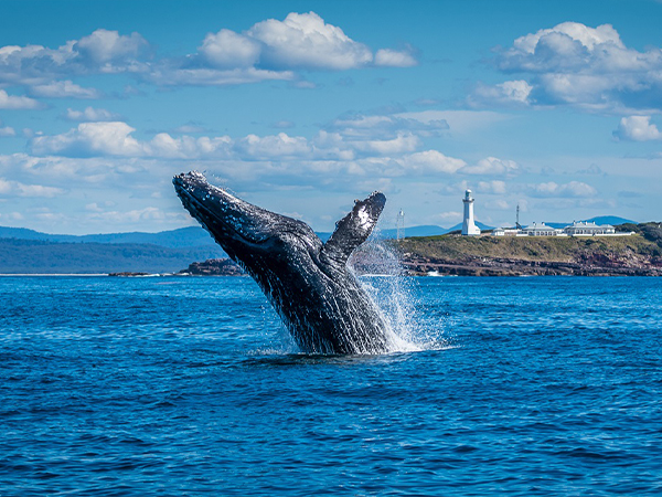 A whale breaching on the NSW Far South Coast.