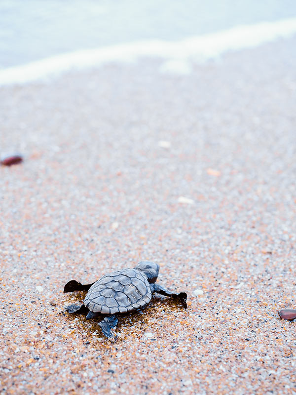 baby turtle at Mon Repos