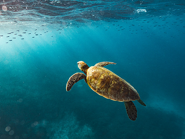 turtle swimming