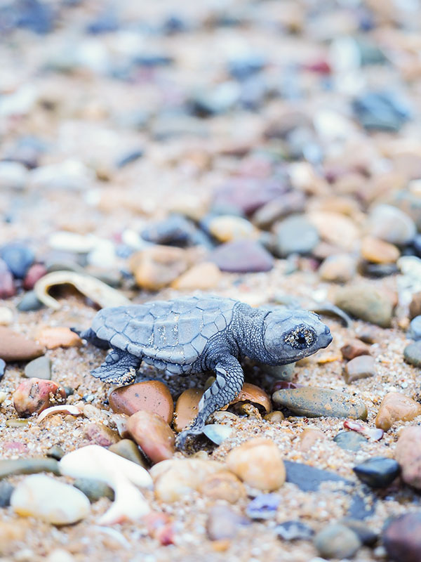 hatchlings on Turtle Encounter tour