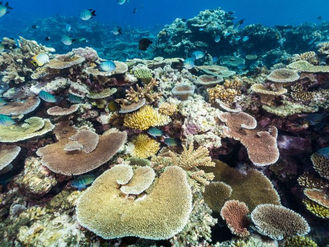 Moore Reef, Cairns