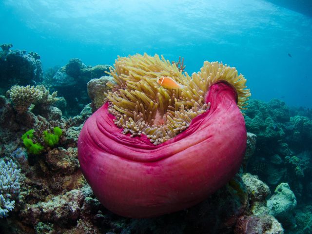 Pink Anemone and Peach Anemone Fish at Norman Reef