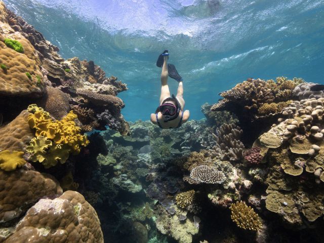 Club 10 Dive Site, Milln Reef, Cairns