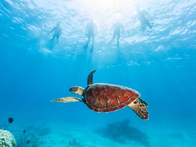 a sea turtle at Agincourt Reef, Cairns