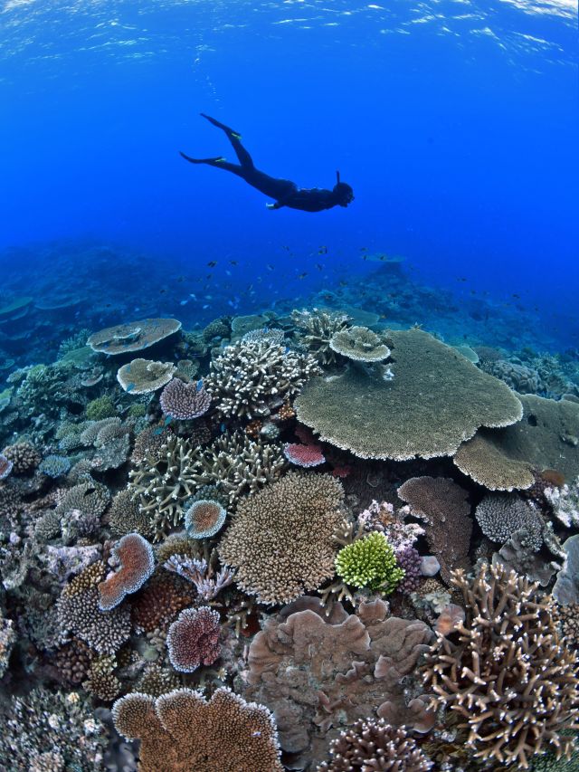 Briggs Reef, Cairns