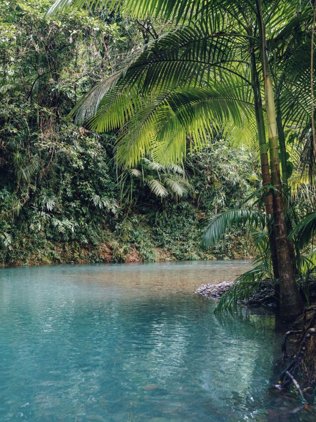 Cooper Creek, Cape Tribulation